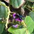 Playa Negra Beach Plants icon