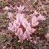 Diversity of Astragalus and Oxytropis in Central Asia icon