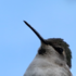 Hummingbirds in the Waterloo Region icon
