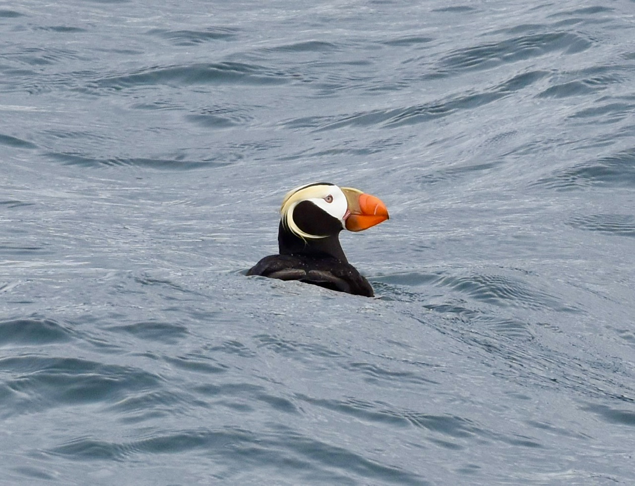 Learning Birds on Haida Gwaii · BioDiversity4All