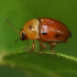 Leaf Beetles of Sri Lanka icon