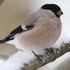 Birds of Finland in Winter icon