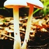 Mushroom foraging Sp 2024 icon