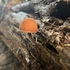 Mushrooms of Mendocino Coast icon