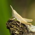 Orthoptera of Central Europe icon
