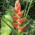 Macaw Lodge - Plants icon