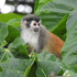 4to Conteo Nacional de Primates, Costa Rica 2024 icon