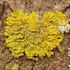 Lichens in West Virginia icon