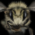 First Flight of Solitary Cavity Nesting Bees | Crown Bees icon