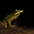 Reptiles and Amphibians of Greater Mindanao icon