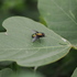 富山県のハエ目（Diptera of Toyama,JP） icon