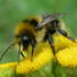 Бджоли України (Anthophila of Ukraine) icon