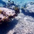 Biodiversity in coral rubble beds icon
