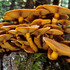 Fungi of Monterey County icon