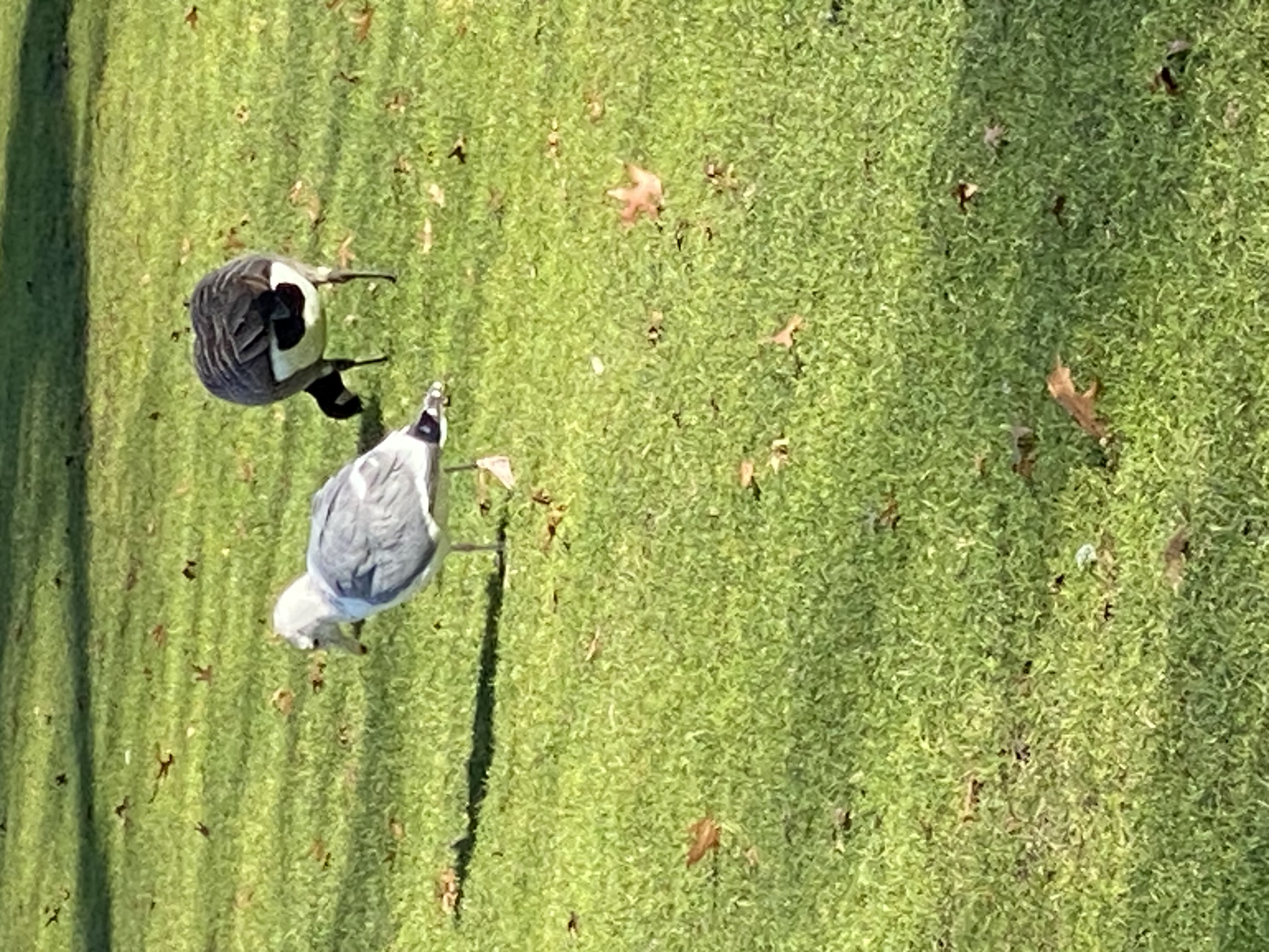 Birds of Oregon 2024 · iNaturalist Canada