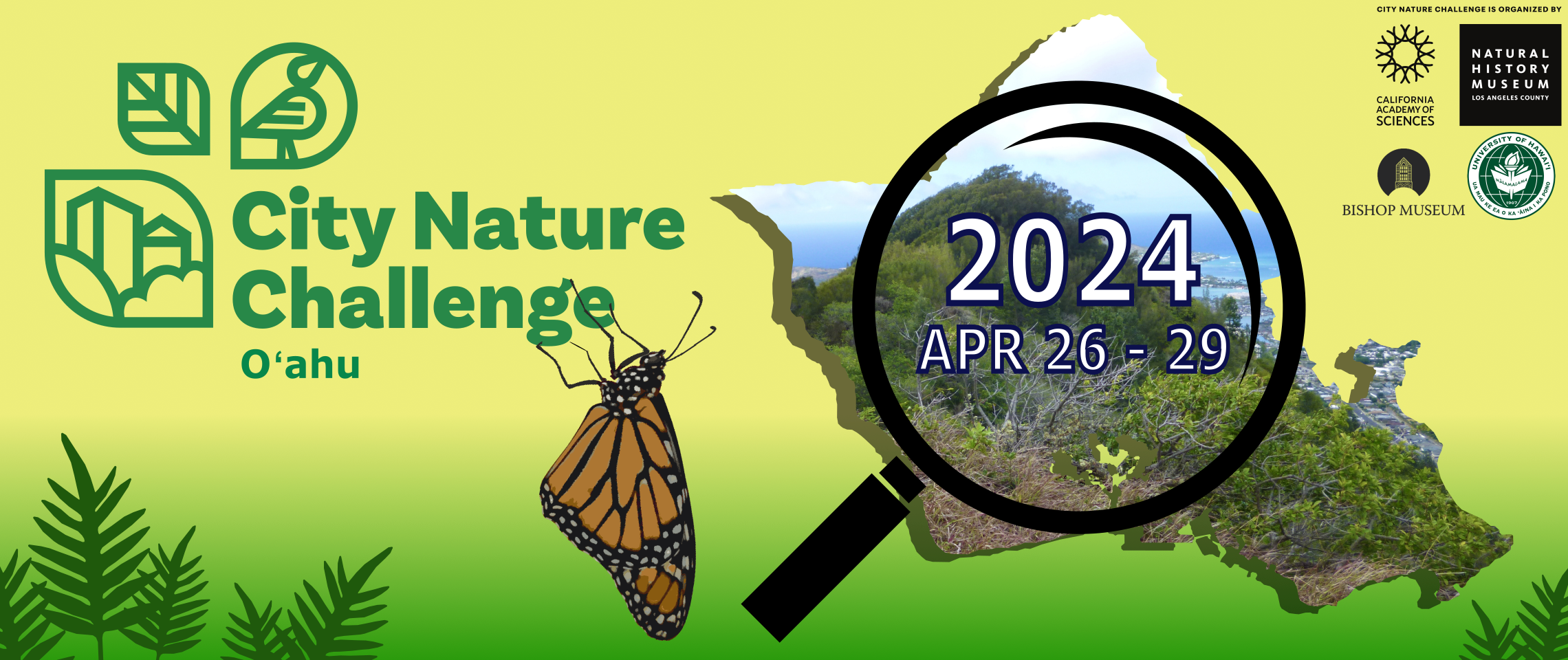 City Nature Challenge 2024: O‘ahu · BioDiversity4All