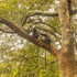 Great Southern Bioblitz 2024: Nairobi icon