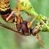 Australian Polistinae and other Hymenoptera icon