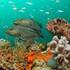 USA Marine Biodiversity: Subtropical Eastern Seaboard icon