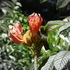 Tulipán Africano (Spathodea campanulata) TOXICO PARA POLINIZADORES icon