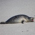 Harbor Seals of Pacific Grove icon