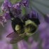 Common Eastern Bumble Bee in Western North America icon