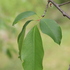 Prunus serotina (střemcha pozdní) v ČR icon