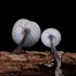 Fungi of Thunder Bay, ON icon