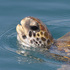 Green turtle Canary Islands icon