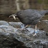 Caught by American Dippers icon