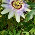 La manada INaturalist icon