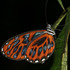 Butterflies of Ecuador - Mariposas Diurnas del Ecuador icon