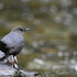 Goldstream American Dippers icon