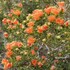 Eremaea Was My Name (Plant WA) icon