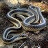 Snakes of San Luis Obispo County icon