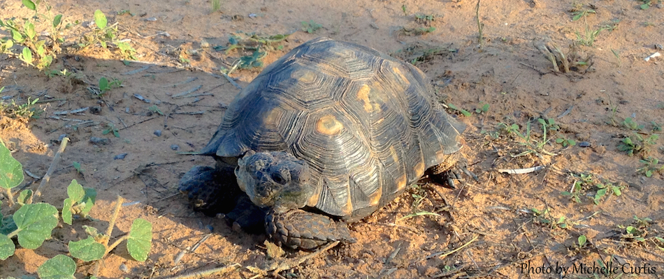 Texas Tortoise Survey · iNaturalist.org