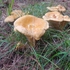 North Country Mushrooms icon