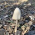 Fungi of Shoreline Park icon