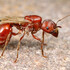 Ants of DFW icon