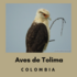 Avifauna de Tolima, Colombia icon