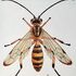 Oriental Darwin Wasps (Hymenoptera, Ichneumonidae) icon