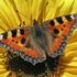 Urban Nature Secondaria Falcone icon