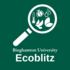2024 EcoBlitz BU Course Collaboration icon