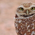 Burrowing Owl (Athene cunicularia) in Lubbock County, Texas icon