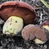 Red and Orange Pored Boletes of the Southeast icon