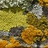 Lichens of Southern California icon