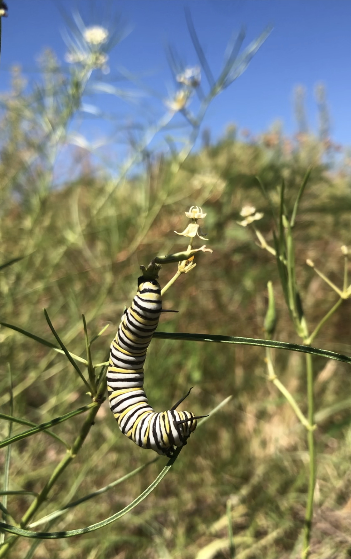 biodiversidad-de-nogales-inaturalist-canada