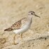 Shorebirds of Timor-Leste icon