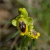 ABM - Ophrys jaune icon