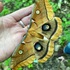 Ohio moths icon